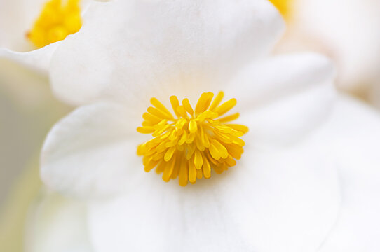 White Flower Begonia With Yellow Center Close Up