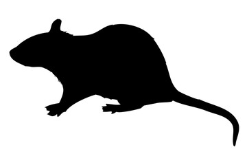 black silhouette of a rat's body standing on the side - 521758942