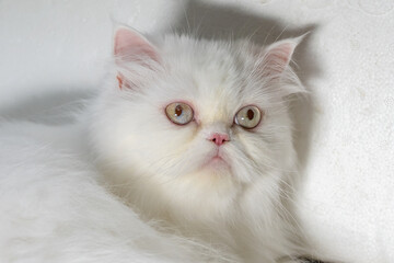 White fluffy classic persian cat