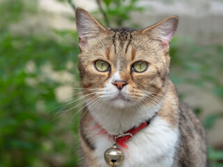 portrait of beautiful fashionable scottish fold cat