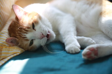 ginger white cat feel sick