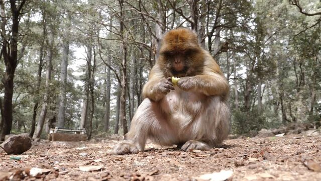 Barbary macaque monkeys in the cedar forest in Azrou, Morocco. 4k animal portrait.