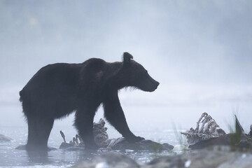 A Brown Bear (Ursus arctos) eating a hunted Red Deer (Cervus elaphus). Bieszczady, Carpathians, Poland..