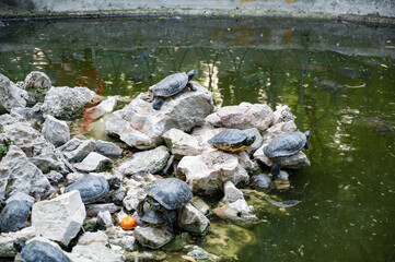 Turtle Island in the National Garden of Athens on the rocks in the water. One turtle climbed on top of another. Nearby lies a tangerine.