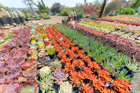 Organized succulent plants with diferrent types and colors of foliage in a botanical market