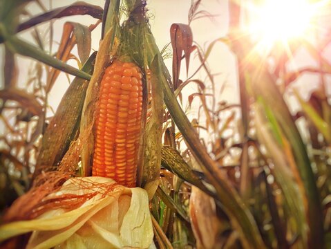 corn on the cob Red orange corn crop / maize on plant in concept agricultural in summer harvesting season , dried ,hot with sun light ray with copy space and black spot of toxin on peel