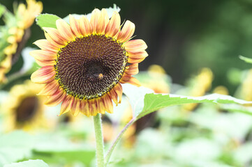 Naklejka premium 東京のひまわり