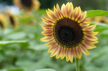 東京のひまわり