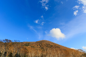 Fototapeta na wymiar 然別湖近くの紅葉した原生林「秋の北海道」