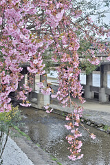 京都三条の河津桜