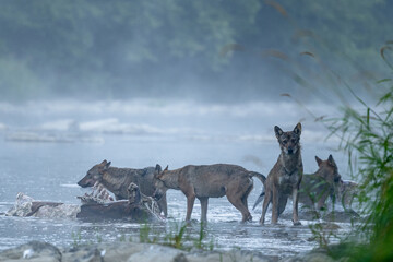 Obraz na płótnie Canvas Wolves (Canis lupus) by the remains of a killed deer. Bieszczady, Carpathians, Poland.