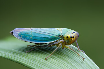 Die Grüne Zwergzikade - Cicadella viridis
