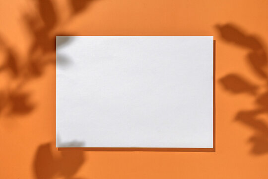 New naturalism sheet of white paper as a banner or flyer for text. Minimal creative concept with sunlight and plant casting shadows.