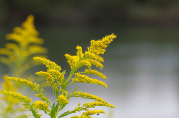 セイタカアワダチソウ