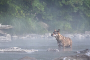 Grey Wolf (Canis lupus) in the river in a foggy morning, Bieszczady, Carpathians, Poland.