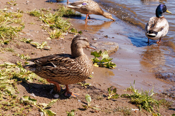 A wild duck goes to the water. Close-up. Selective focus.
