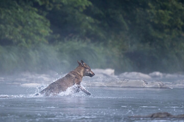Obraz premium Grey Wolf (Canis lupus) in the river in a foggy morning, Bieszczady, Carpathians, Poland.