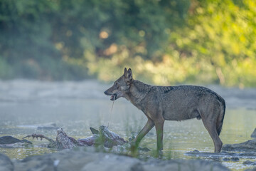 Gray wolf (Canis lupus) by the remains of a killed deer. Bieszczady, Carpathians, Poland.