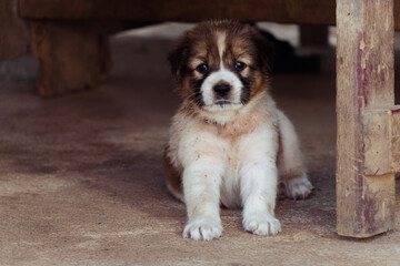 A cute little puppy sits under the table after naughty play.