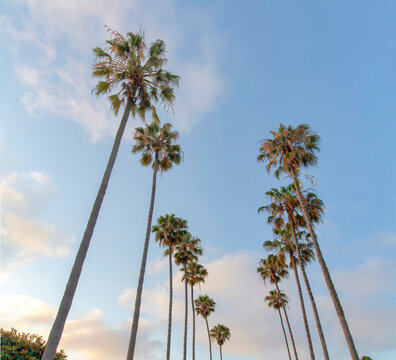 Low angle view of palm trees at La Jolla in California