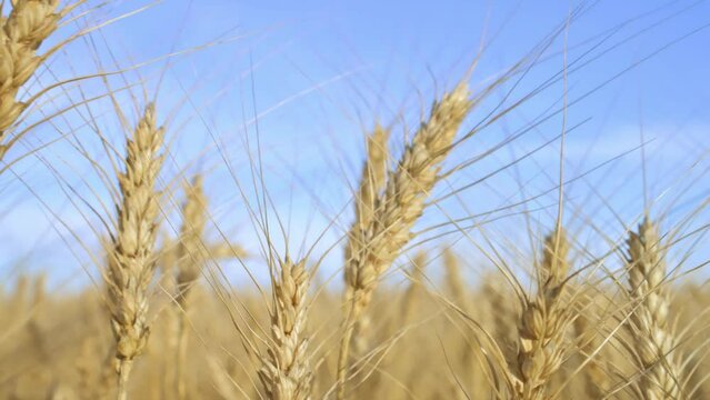 Golden wheat colossus waving with the wind. 4k video footage in slow motion