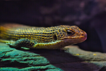 lizard on a rock