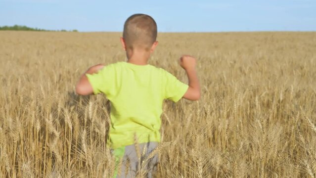 The boy walking via golden wheat colossus. 4k video footage in slow motion