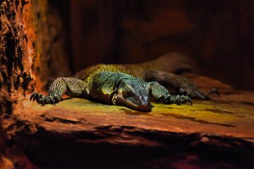 close up of a lizard