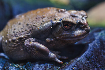 close up of a frog
