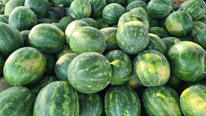 Many large ripened watermelons are stacked next to a plantation on the outskirts of the village