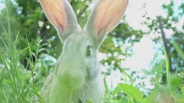 cute fluffy light gray easter bunny sits on a green meadow in sunny weather, close-up. Portrait of a domestic tame rabbit. Easter concept