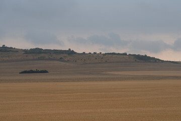 Weizenfeld kurz vor der Ernte