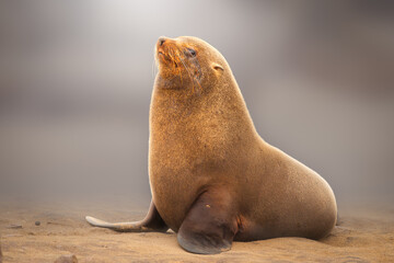 Portrait of a Cape Fur Seal (Arctocephalus pusillus) against stylized blurred background, seal colony at Cape Cross in Namibia