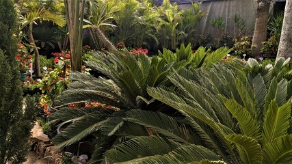 Fototapeta premium Orman Garden in Giza in Egypt