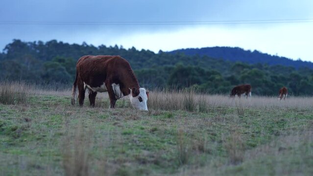 Cows in a field grazing on pasture in Tasmania Australia. stud cattle on grass in evening light.