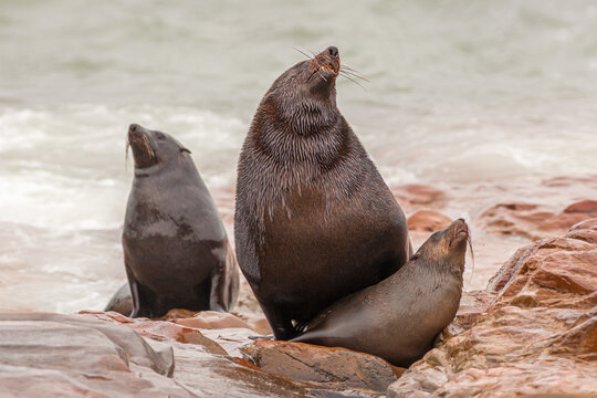 Mating Cape Fur Seals (Arctocephalus pusillus) in the seal colony at Cape Cross in Namibia