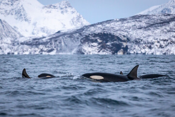 Orcas socializing 