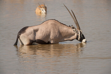 Gemsbok (Oryx gazella) standing in a waterhole and quenching its thirst, Etosha national park, Namibia