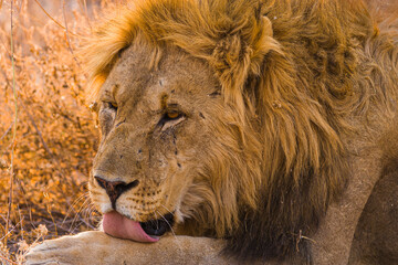 Portrait of a male lion (Panthera leo) licking its paw