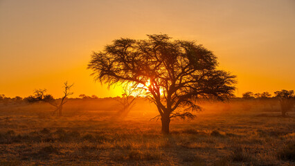 Naklejka na ściany i meble Sunrise in Kgalagadi National Park, South Africa