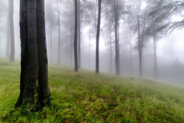 Summer foggy forest
