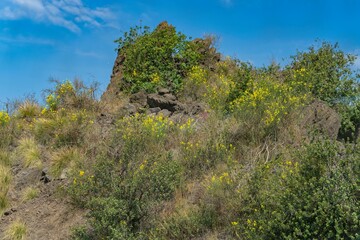 Fototapeta na wymiar Lava rocks with plants, Sicily