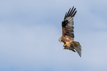 Obraz premium Rot Milan auf Futtersuche