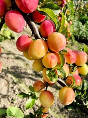 Fresh and juicy plum ready to be picked at the plum plantation in the garden.
Plum tree with juicy fruits at sunset
A branch of ripe plum fruits.