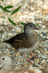 bird / young mandarin duck/ on the fence