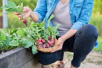 Fototapeta premium Close-up of farmers hands picking radishes in basket
