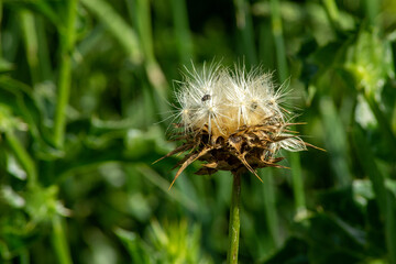 Dry flowerhead of a scotch thistle (onopordum acanthium) with a fly (diptera)
