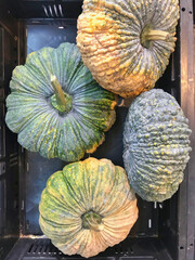 Fresh organic pumpkins for sale in the vegetable market.