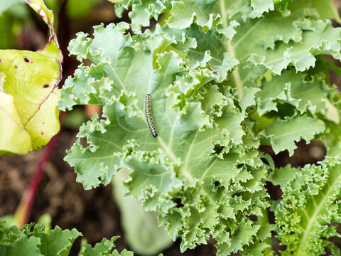 Caterpillars From Cabbage Moth Eating Cabbage Leaf