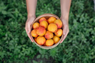 top view of basket with apricots in female hands